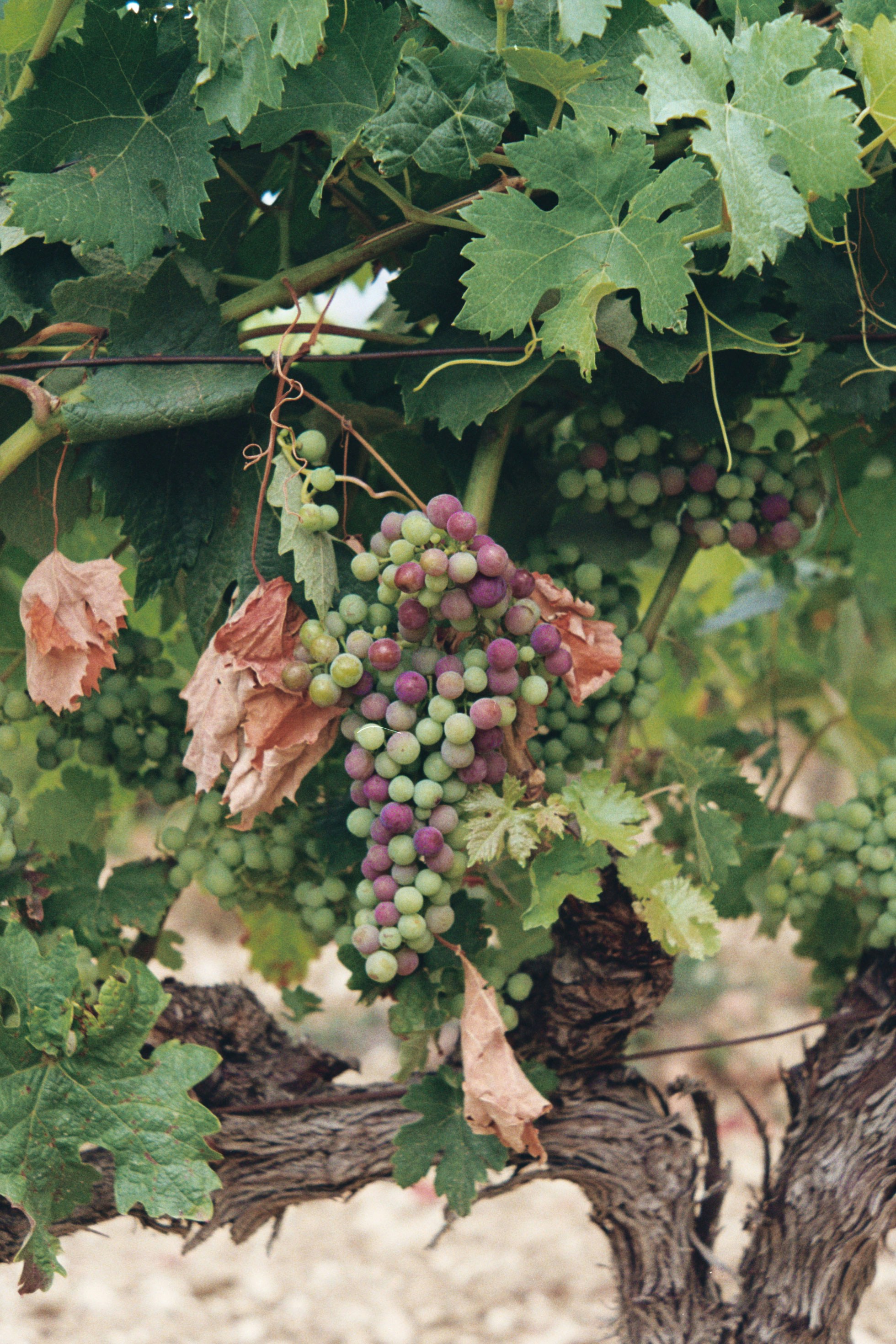 Feliz día de La Rioja